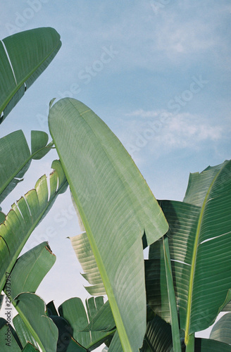 Low angle view of  banana palm leaves against sky