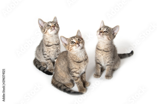 Fototapeta Naklejka Na Ścianę i Meble -  Three tabby kittens looking up