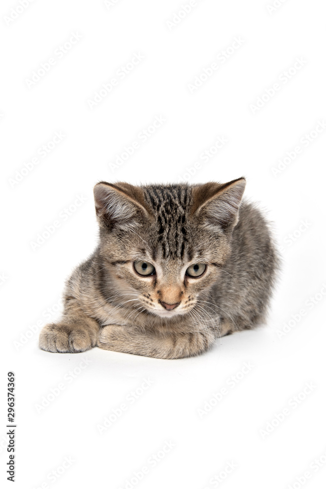 Fototapeta premium Cute tabby kitten resting on white