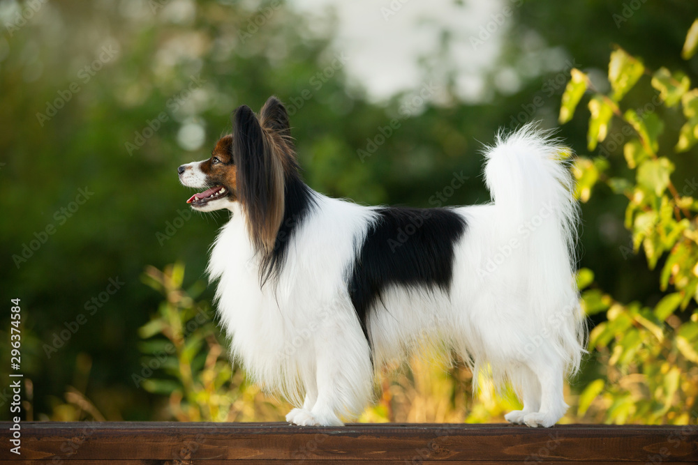 Beautiful papillon dog standing on the wooden bench in the park in bright fall. Continental toy spaniel outdoors. Beautiful papillon dog standing on the wooden bench in the park in bright fall. Continental toy spaniel outdoors.