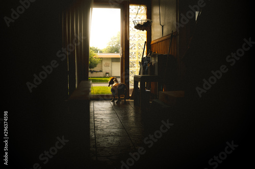 Rear view of dog looking through glass door