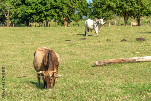 Vacas en la pradera