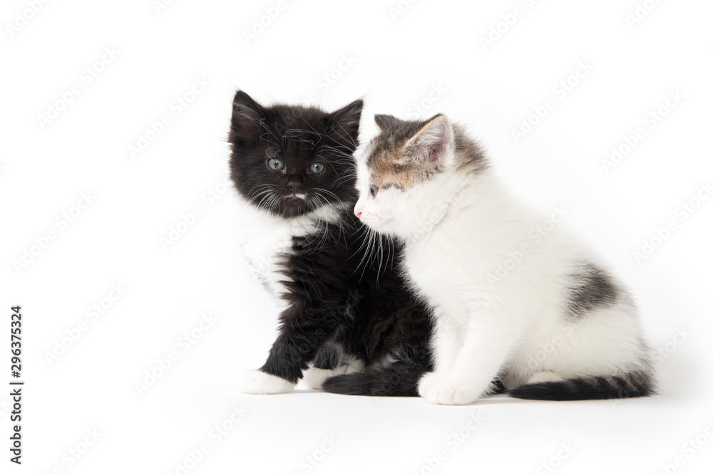 Fototapeta premium Two cute kittens on white