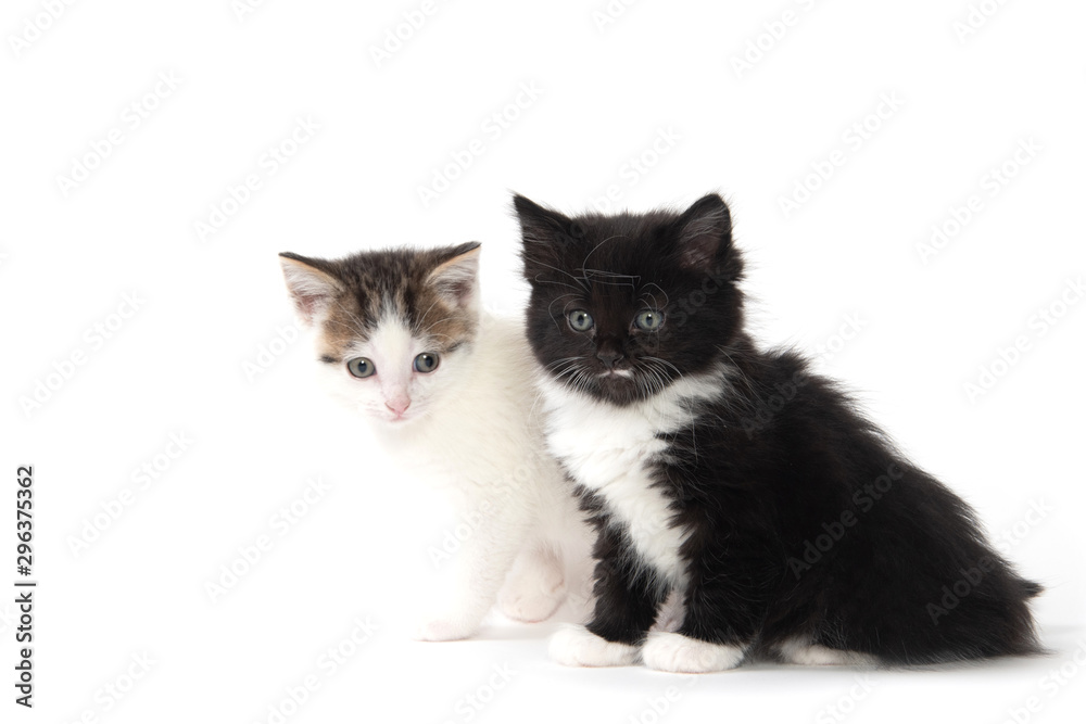 Two cute kittens on white