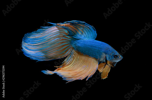 Blue Siamese fighting fish