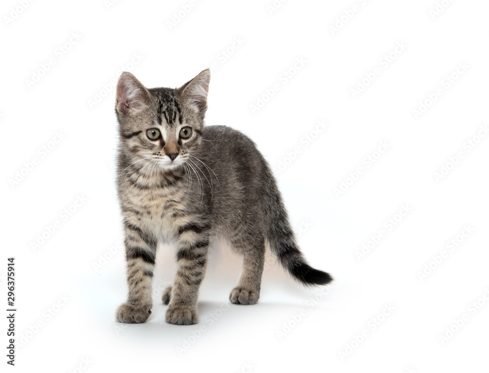 Cute tabby kitten