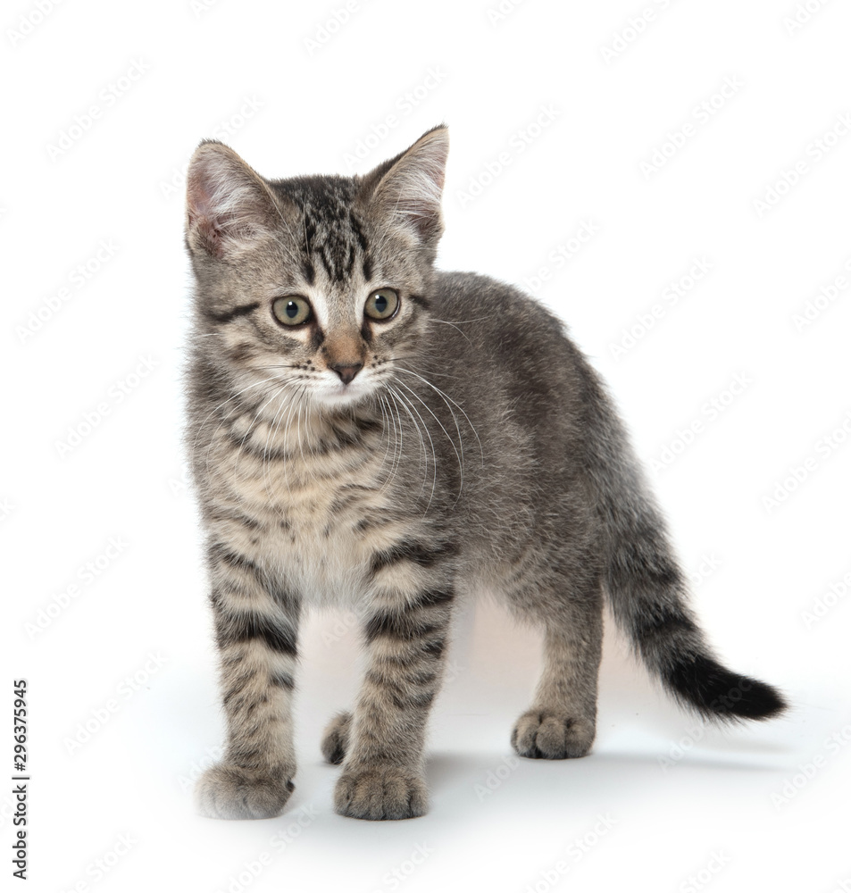 Cute tabby kitten