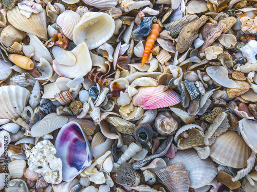 Close up of seashells