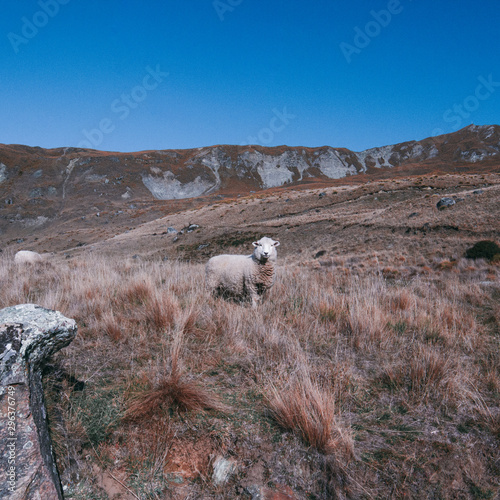 Sheep standing in mountain field