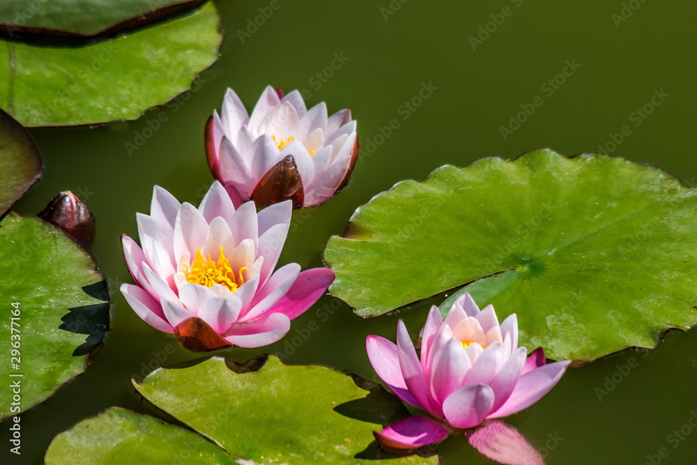 Lilac water lilies in an old forgotten pond. Lilac water lilies in an old forgotten pond.