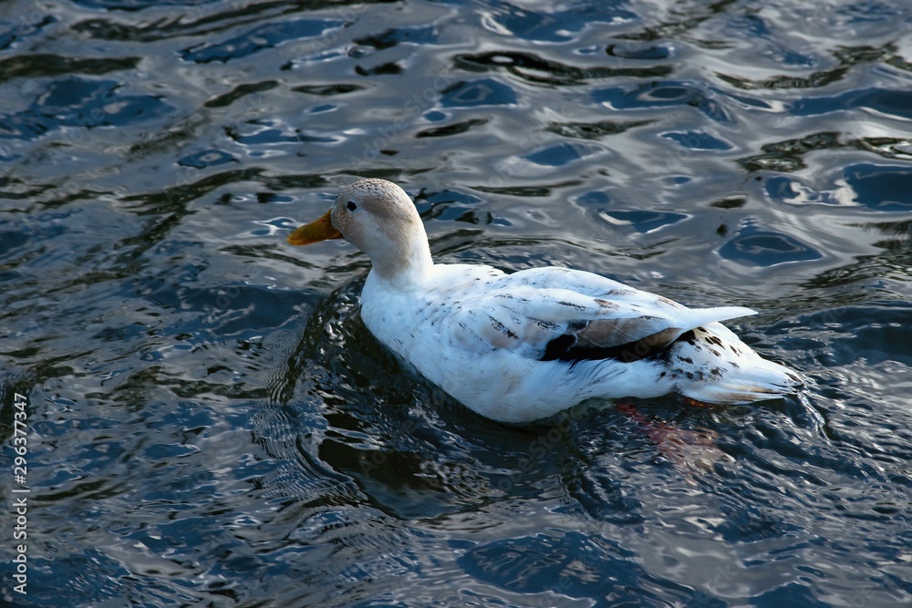 Netherlands. Den Haag. Park. Lake. Duck of a beautiful color... Netherlands. Den Haag. Park. Lake. Duck of a beautiful color...