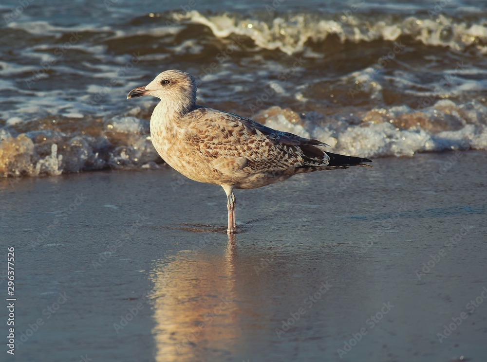 Netherlands. Kijkduin. Sea. Beach. Seagull... Netherlands. Kijkduin. Sea. Beach. Seagull...