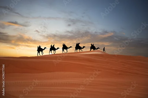 Fototapeta Camel caravan in the desert at sunset traveling through sand dunes