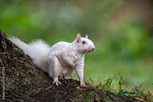 white squirrel © Tony Campbell