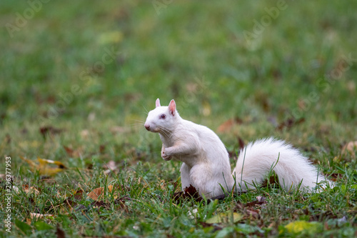 white squirrel photo
