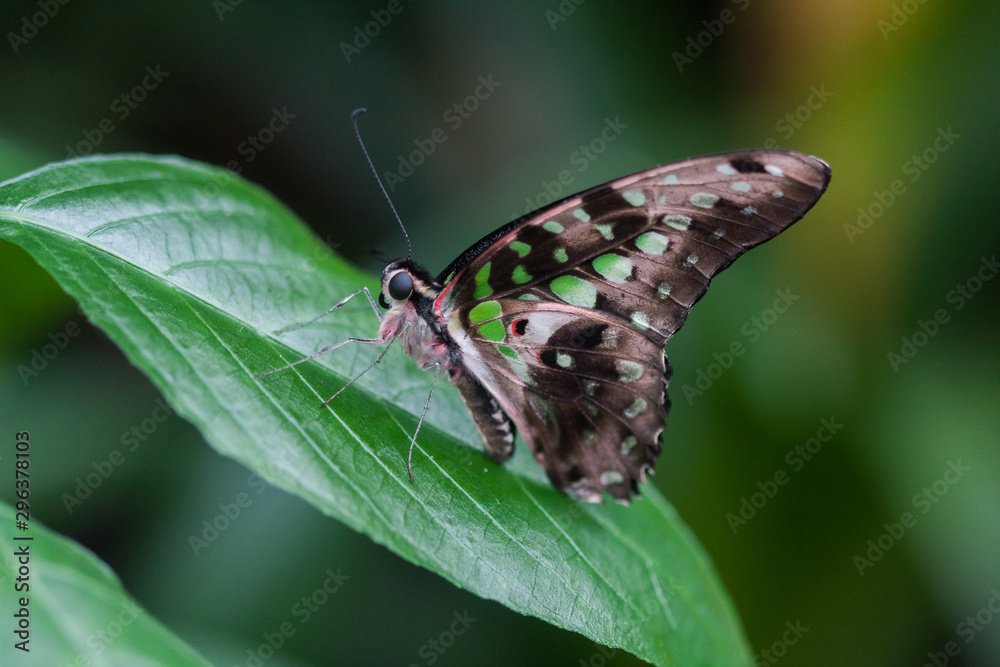 Obraz premium papillon