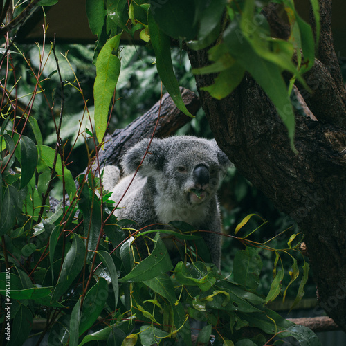 Koala eating leaves