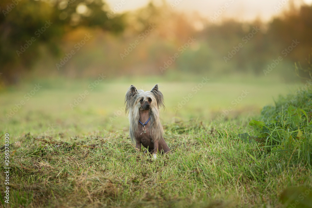 Portrait of beautiful hairless Chinese Crested Dog in summer at sunset Portrait of beautiful hairless Chinese Crested Dog in summer at sunset