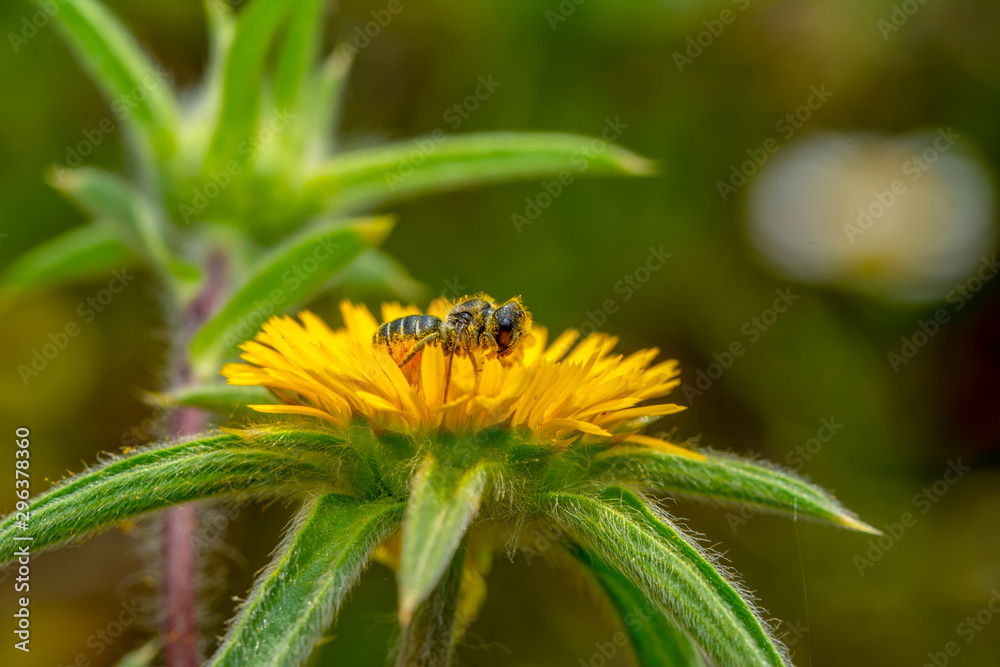 Image of bee or honeybee on yellow flower collects nectar. Golden honeybee on flower pollen with space blur background for text. Insect. Animal Image of bee or honeybee on yellow flower collects nectar. Golden honeybee on flower pollen with space blur background for text. Insect. Animal