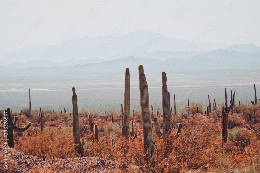 Cactus in foreground of hazy desert Cactus in foreground of hazy desert