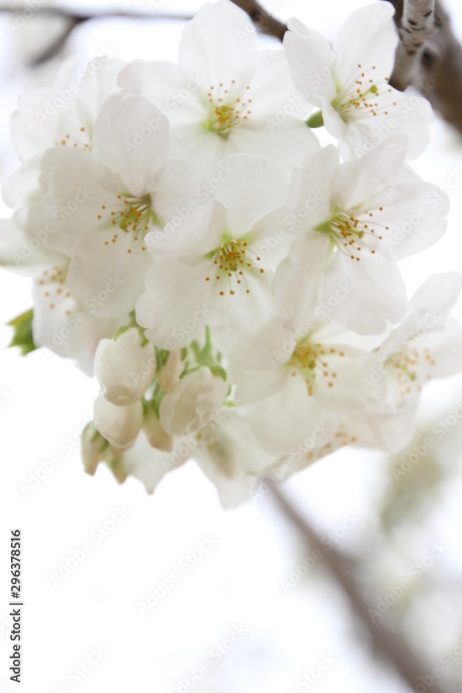 太陽の広場の桜 太陽の広場の桜