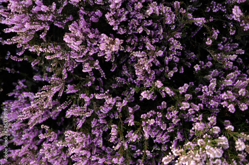 Top angle view of blooming heather photo