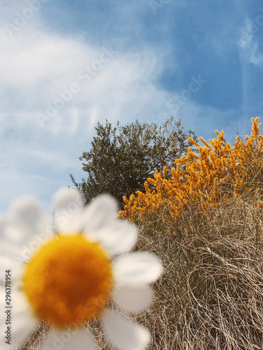 Close up of blurry daisy flower in front of grasses