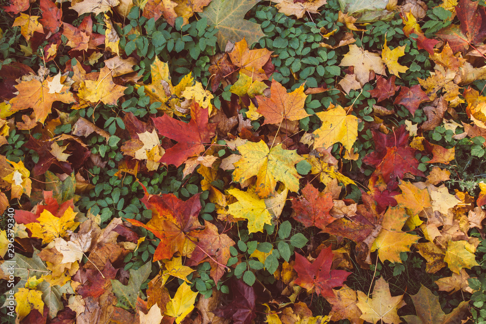 Colorful fall maple leaves on a background of green grass. Colorful fall maple leaves on a background of green grass.