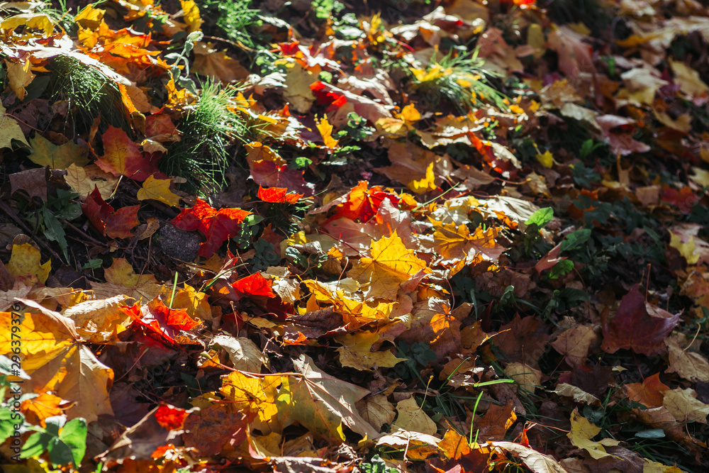 Colorful fall maple leaves on a background of green grass. Colorful fall maple leaves on a background of green grass.
