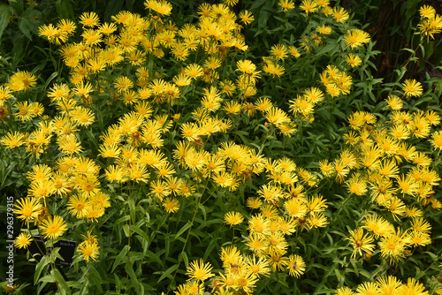 Astéracée jaune au jardin en été