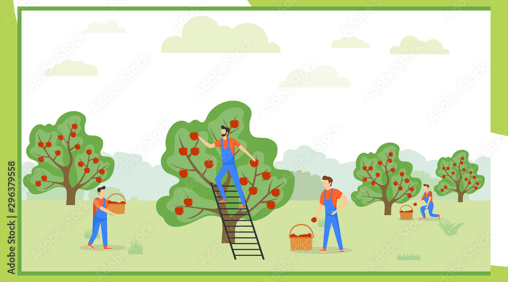 Pick apples. A group of people in uniform are picking apples in an orchard. Vector illustration of apple harvesting