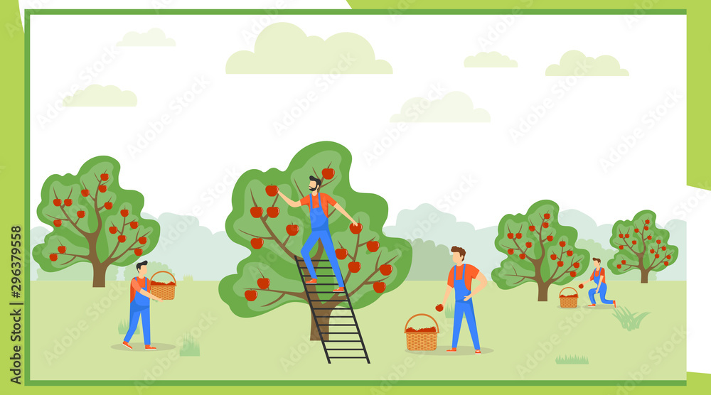 Pick apples. A group of people in uniform are picking apples in an orchard. Vector illustration of apple harvesting Pick apples. A group of people in uniform are picking apples in an orchard. Vector illustration of apple harvesting