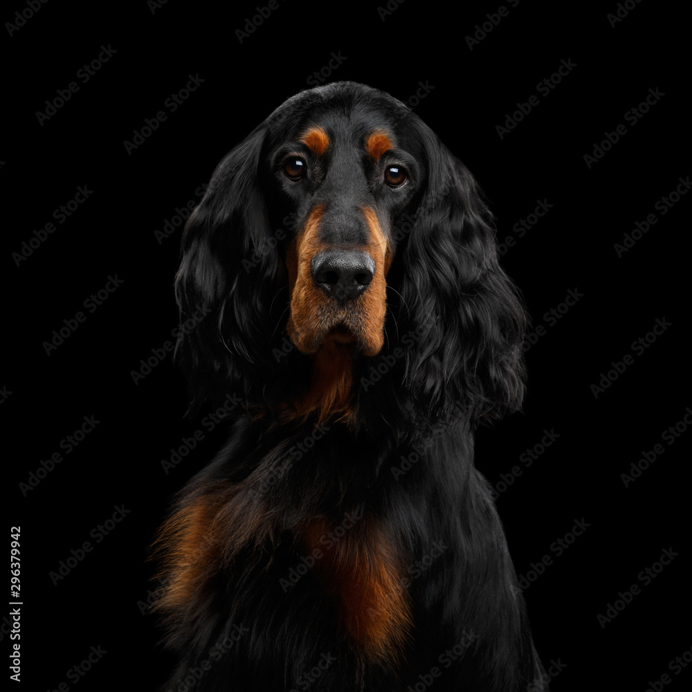 Portrait of English Setter Dog Gazing on Isolated Black Background Portrait of English Setter Dog Gazing on Isolated Black Background