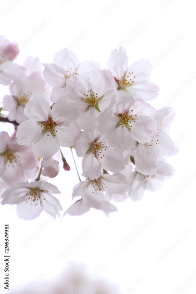 太陽の広場の桜