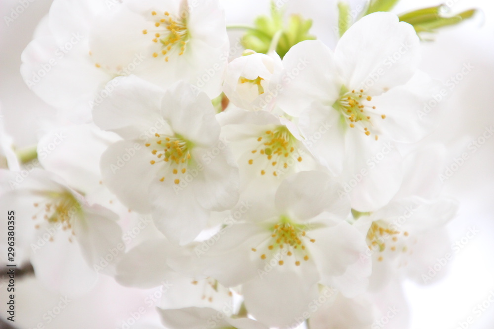 太陽の広場の桜