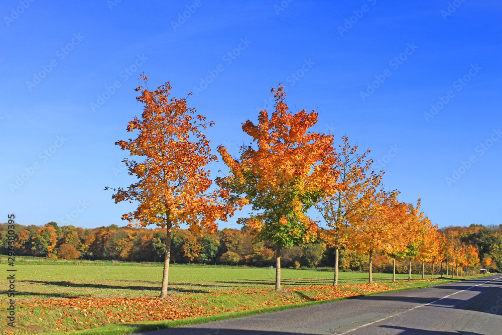 Forêt, couleurs d'automne
