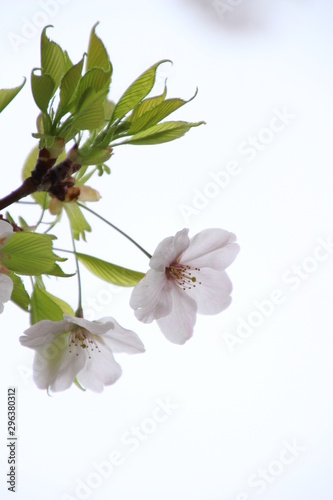 太陽の広場の桜