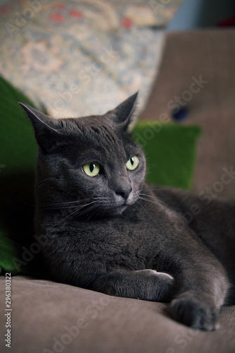 Charcoal gray cat