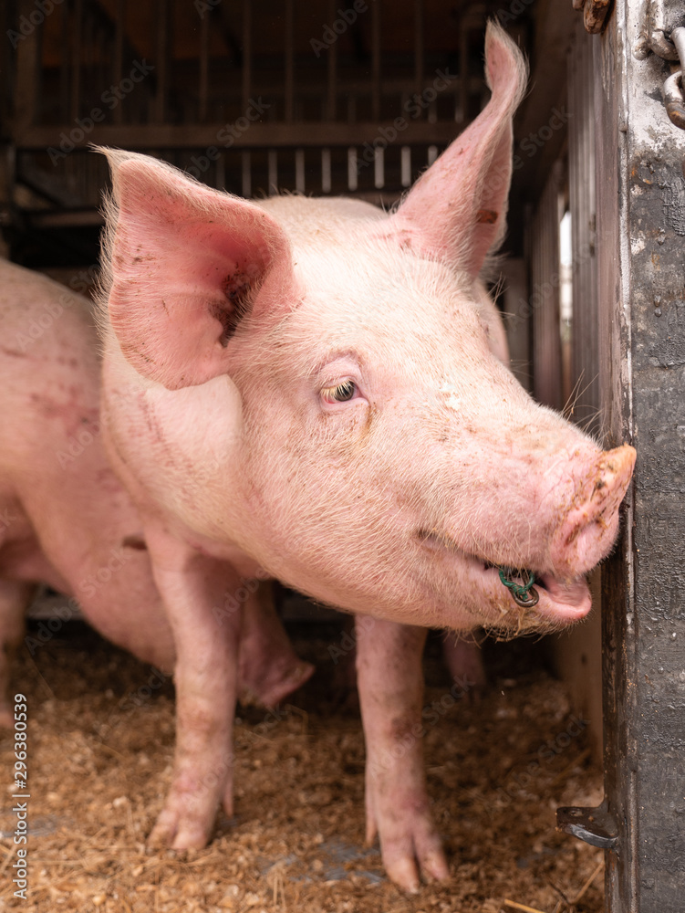 image of a pig on a lorry image of a pig on a lorry