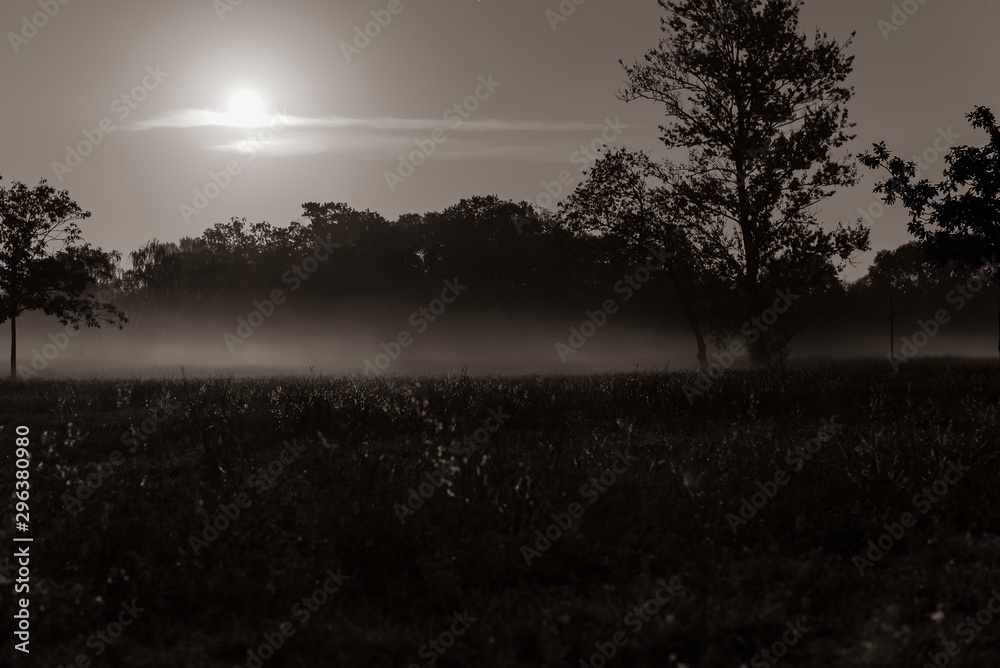 Foggy meadow at night, Misty, Foggy, moon shining, black and white