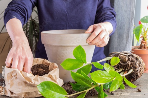 Woman replanting Zamioculcas flower in a new brown clay pot, the houseplant transplant at home