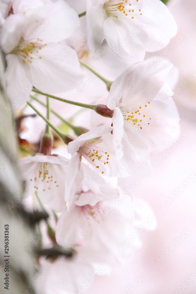 太陽の広場の桜 太陽の広場の桜