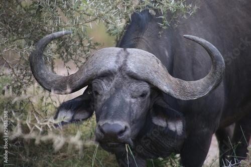 buffalo in mud