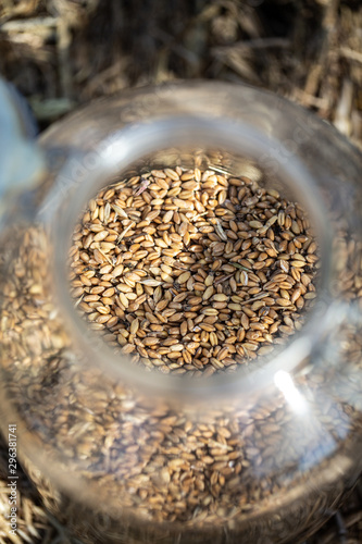 Grain seeds in plastic bottle