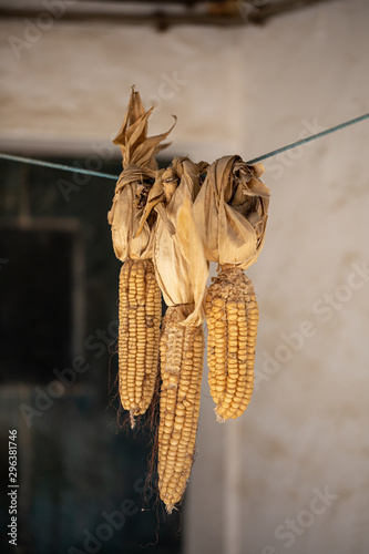 Corn cobs drying on rope