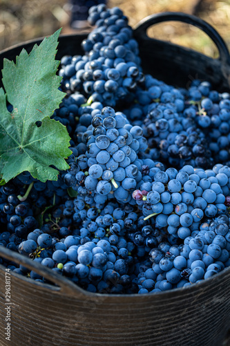 Close up of blue grapes in basket
