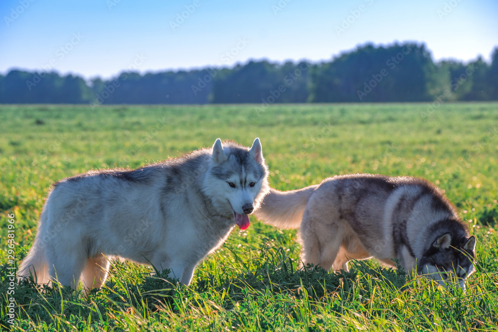 two husky dogs on a green field one sniffing the ground the other looking into the frame