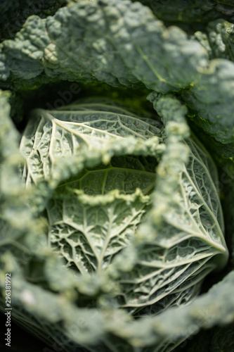Close up of cabbage