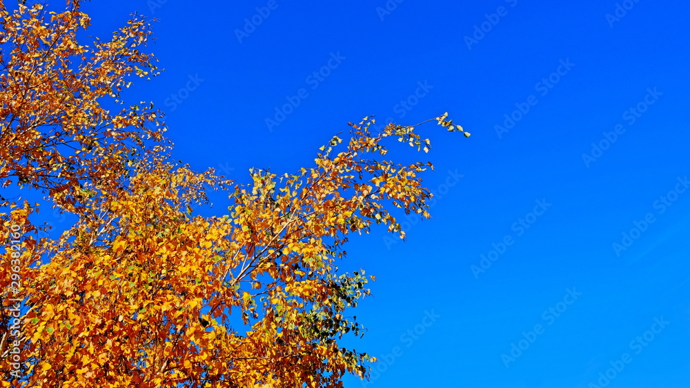 Tree branches with yellow leaves in autumn Tree branches with yellow leaves in autumn