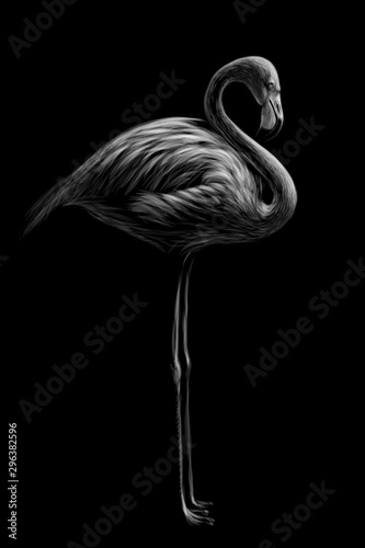 Flamingo. Hand-drawn, artistic, black and white sketch of a flamingo bird on a black background.